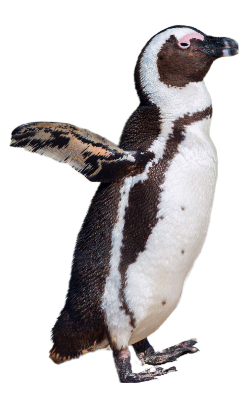 image of African penguin