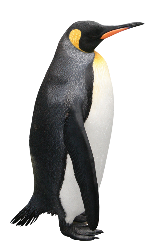 image of Emperor penguin