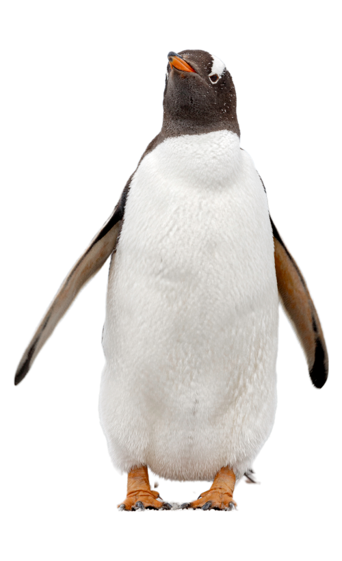 image of Gentoo penguin